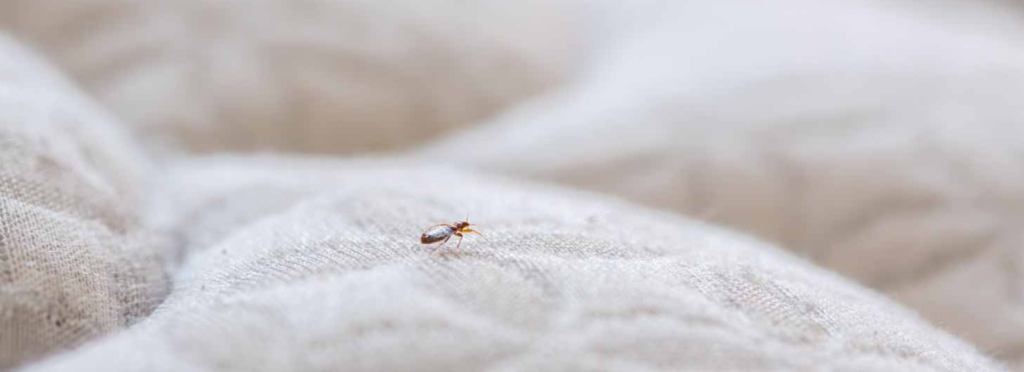 Bed-bug-Peoria-AZ