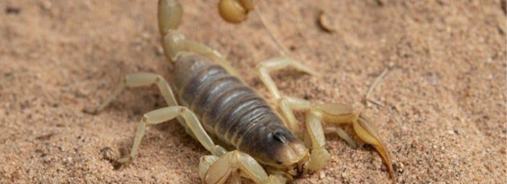 scorpion-pest-arizona